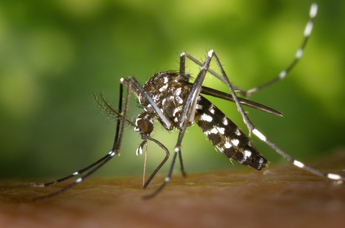 Comment lutter contre la prolifération des moustiques